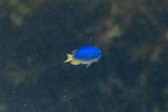 Pomacentrus coelestis