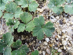 Pelargonium ternifolium