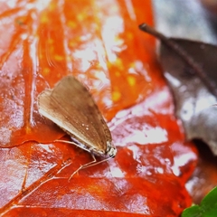 Larentiinae