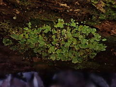 Cladonia ochrochlora