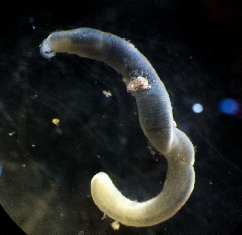 Lineus bonaerensis