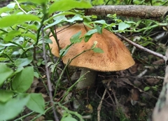 Leccinum aurantiacum
