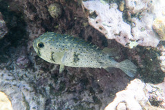 Dicotylichthys punctulatus