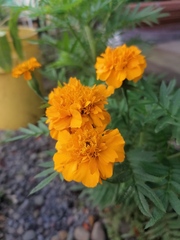 Tagetes erecta image