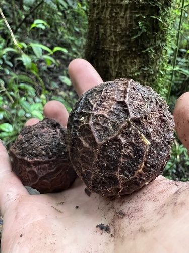 Calatola costaricensis, photograph 3