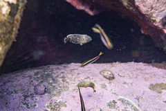 Anampses caeruleopunctatus