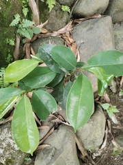 Annona muricata
