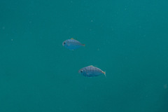 Pseudocaranx georgianus