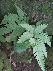 Pteris grevilleana