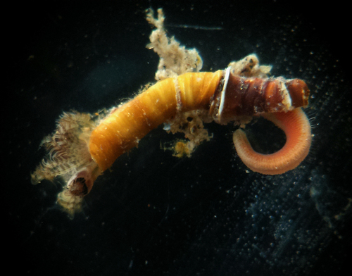 Australian Tubeworm