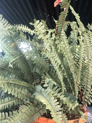 Nephrolepis exaltata