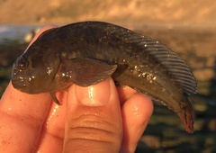 Hypsoblennius gilberti