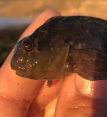 Hypsoblennius gilberti