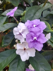 Brunfelsia