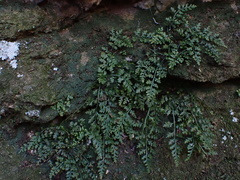 Asplenium montanum