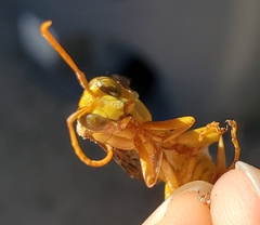 Polistes flavus
