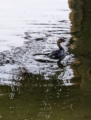 Podilymbus podiceps