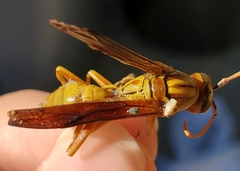Polistes flavus