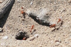Pogonomyrmex maricopa