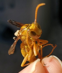 Polistes flavus
