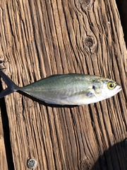 Caranx caballus
