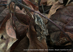 Erinnyis oenotrus