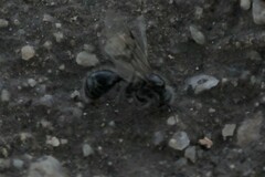 Pogonomyrmex bicolor