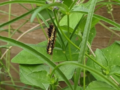 Papilio demoleus