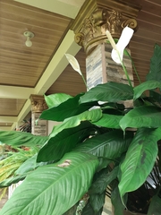 Spathiphyllum
