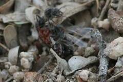 Pogonomyrmex bicolor