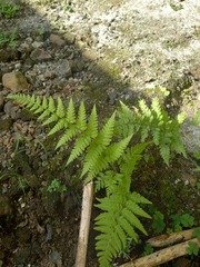 Dryopteris filix-mas