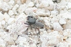 Metacyrba