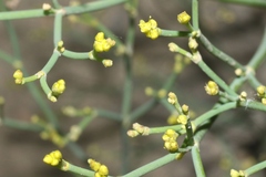 Eriogonum brevicaule