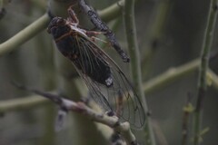 Diceroprocta apache