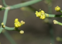 Eriogonum brevicaule