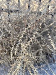 Salsola tragus