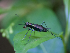 Odontocheila