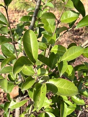 Ligustrum lucidum