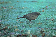 Turdus merula