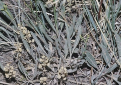 Eriogonum brevicaule
