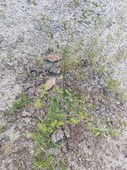 Oxalis barrelieri