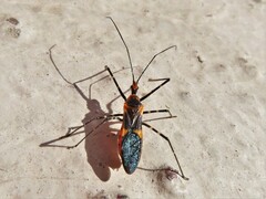 Zelus longipes