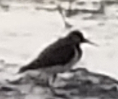 Xenus cinereus