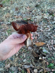 Cortinarius rubellus