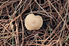 Clitocybe diatreta