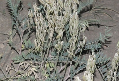 Astragalus bisulcatus