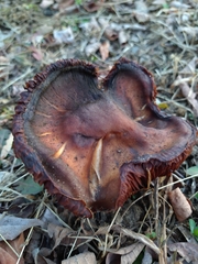 Cortinarius rubellus