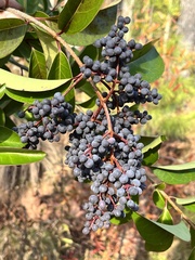 Ligustrum lucidum