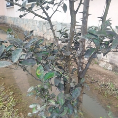 Citrus hystrix