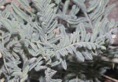 Astragalus drummondii